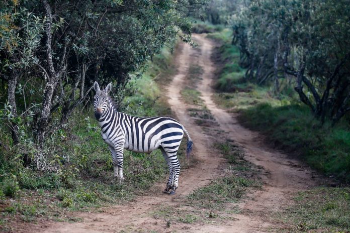 ralli safari Kènia